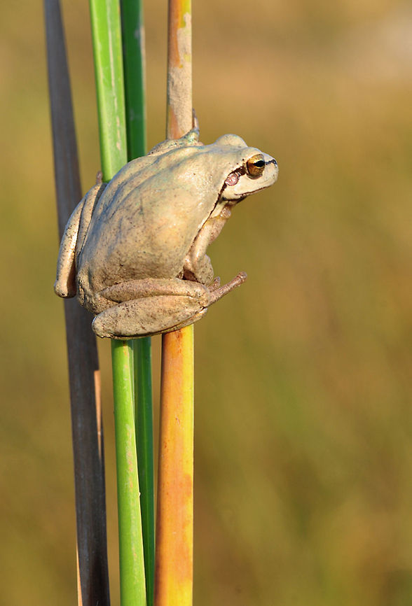 Hyla Arborea  European tree frog,Hyla arborea