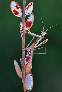 Mantis  European Mantis,Mantis religiosa
