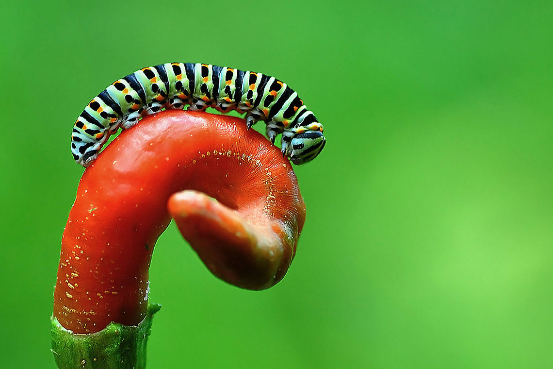 Papilio machaon  Old World swallowtail,Papilio machaon