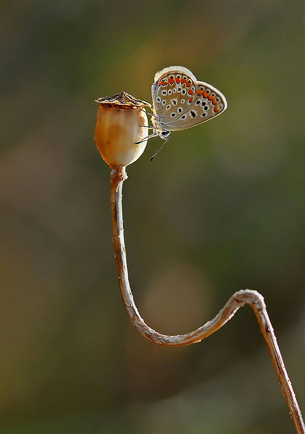 Butterfly on poppy  Common Blue,Polyommatus icarus