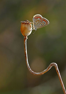 Butterfly on poppy  Common Blue,Polyommatus icarus