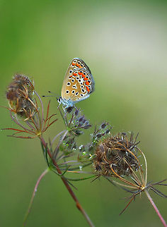 Polyommatus agestis  Common Blue,Polyommatus icarus
