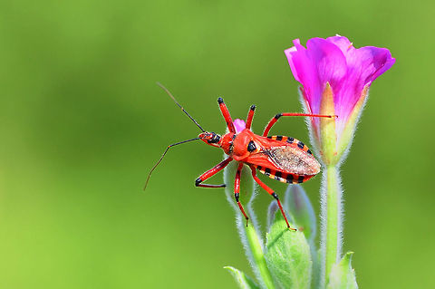 Red Assasin bug  Rhynocoris iracundus