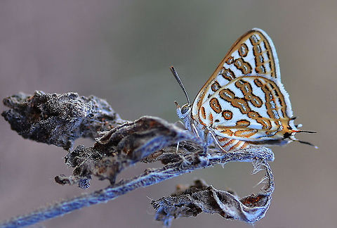 Cigaritis acamas  Cigaritis acamus,Tawny Silverline