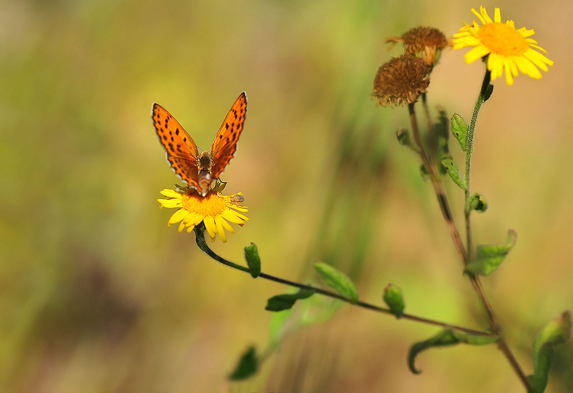 Lesser Fiery Copper  Lycaena thersamon