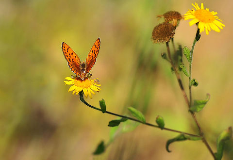 Lesser Fiery Copper  Lycaena thersamon