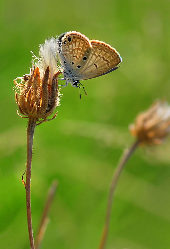 Small Desert Blue  Chilades galba