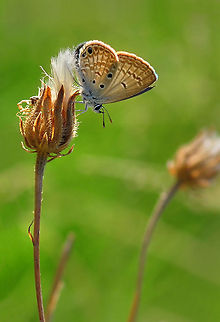Small Desert Blue  Chilades galba