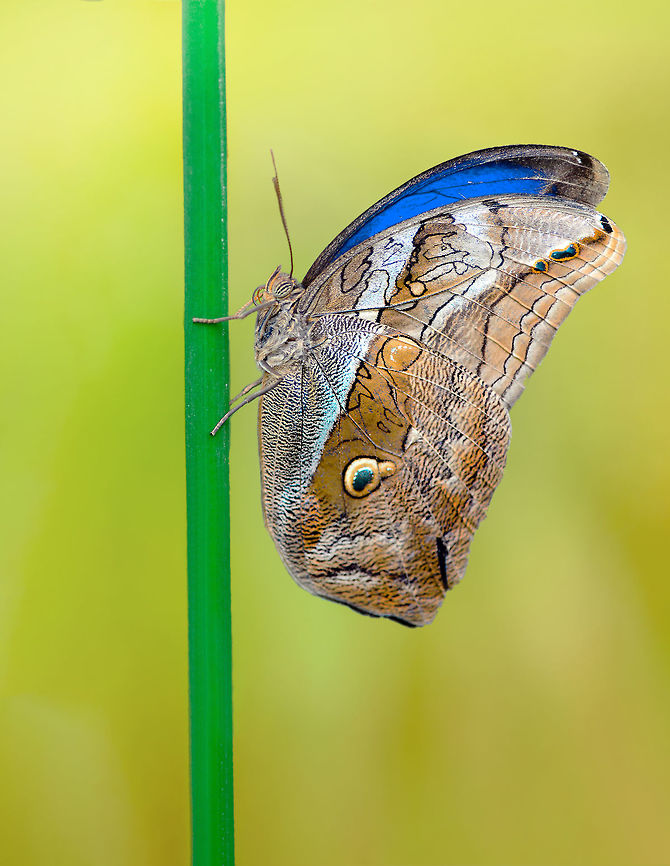 owl_butterfly  Eryphanis automedon