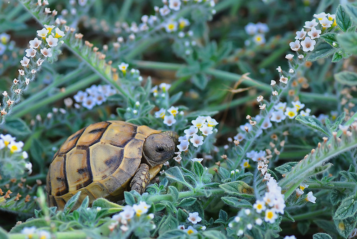 Greek tortoise uphill  Spur-thighed tortoise,Testudo graeca