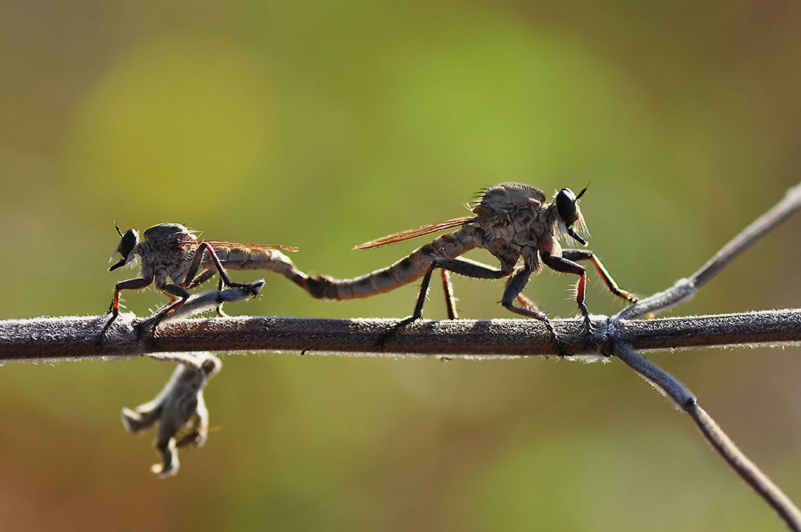 Robber fly love  Asilidae,Diptera