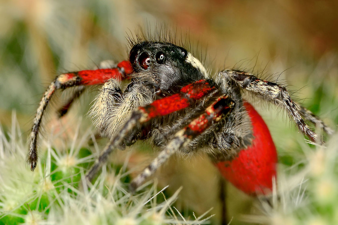 Red Jumping Spider  Jumping Spider,Salticidae