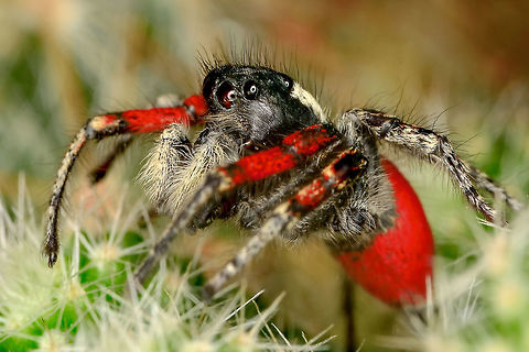 Red Jumping Spider  Jumping Spider,Salticidae