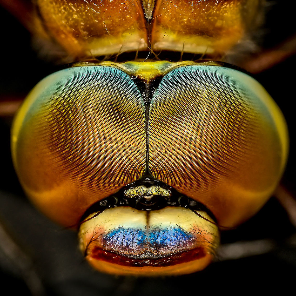 Dragonfly eyes