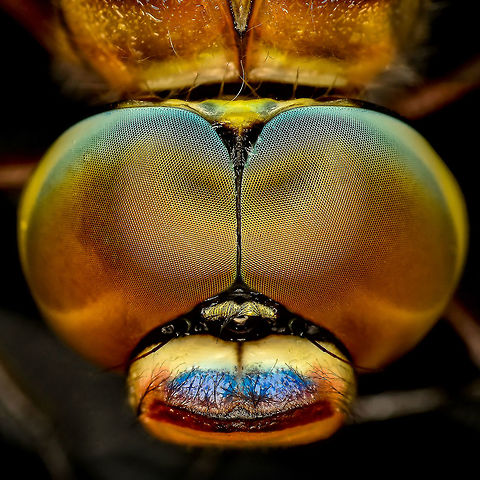 Dragonfly eyes