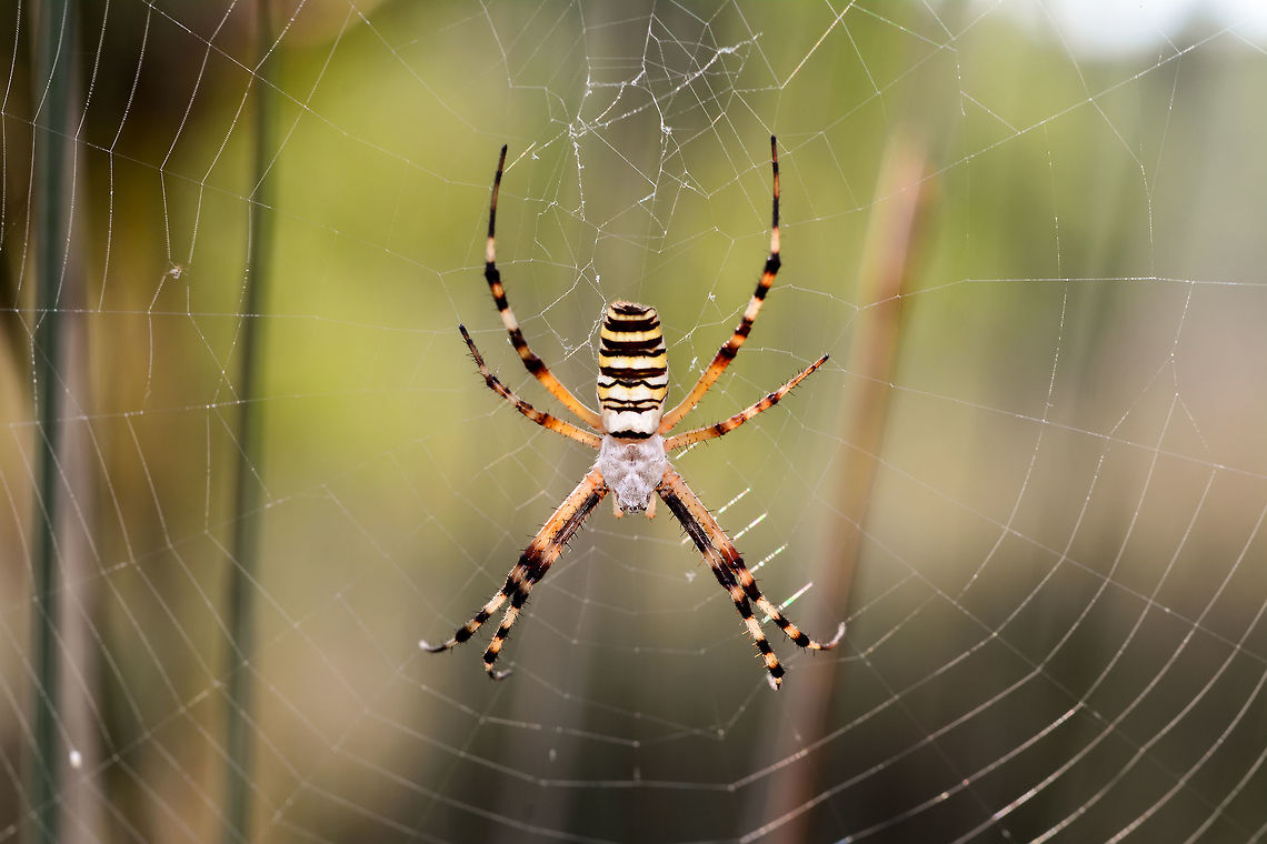 Spider  Argiope bruennichi,Wasp spider