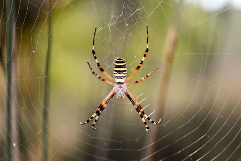 Spider  Argiope bruennichi,Wasp spider