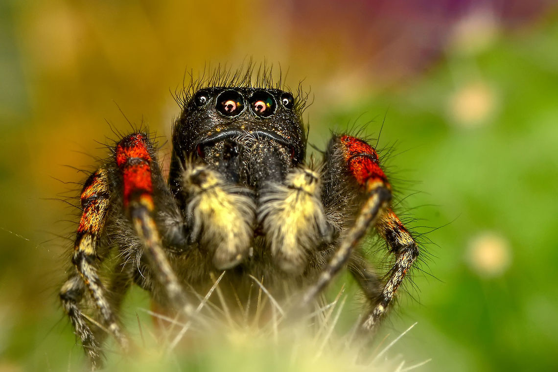 Jumper spider