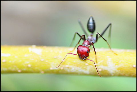 Red Ant macro Macro capture of a red ant in attack position. Ants,Formicidae,Insects,Macro,pismire