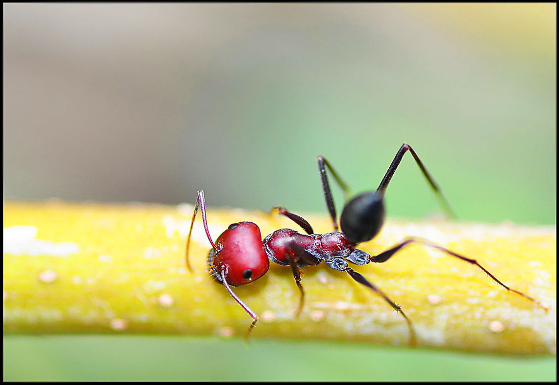 Red Ant macro Detailed shot of an ant with a bright red head. Ants,Insects,Macro,pismire