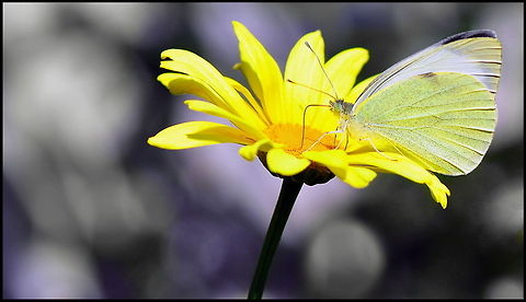 Butterfly on a flower Pretty butterfly Pieris sp. on a bright yellow flower. Butterfly,Flowers,Rhopalocera