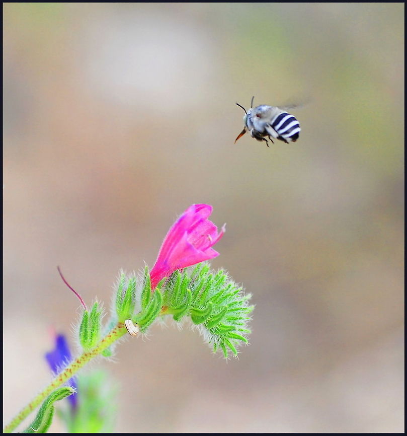 Bee in flight Action shot of a bee in mid-air approaching a pink flower. Hymenoptera,Insects,Macro
