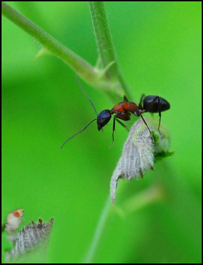 Ant closeup Macro shot of an ant on a plant. Ants,Insects