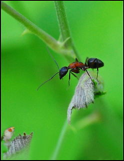 Ant closeup Macro shot of an ant on a plant. Ants,Insects