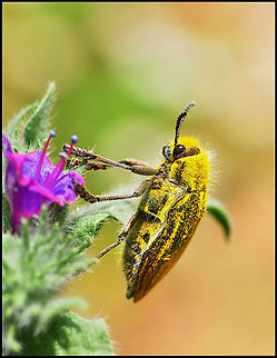 Colorful beetle An unidentified yet very pretty bright yellow insect lands on a purple flower. Beetles,Ehrenbergi's Jewel Beetle,Insects,Julodis ehrenbergii,Macro