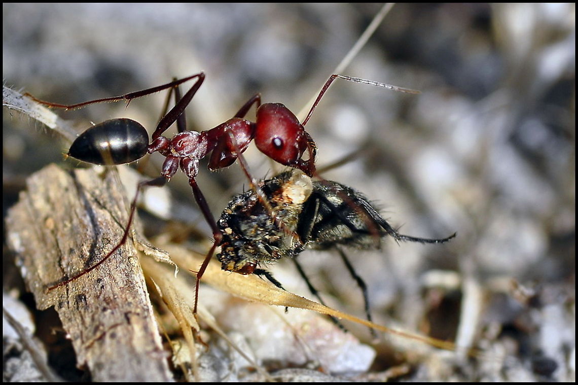 Ant feeding Aggressive ant feeding on another insect. Ants,Insects