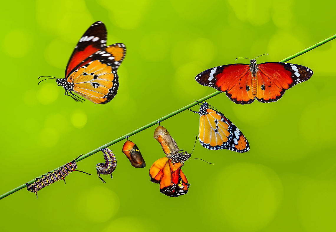 metomorpozis Danaus chrysippus butterfly African Monarch,Danaus chrysippus