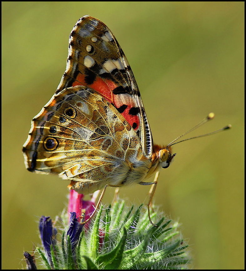 Colorful butterfly Very colorful butterfly carrying the colors red, yellow,orange, black and white on its wings. Butterfly,Insects,Rhopalocera,Vanessa cardui