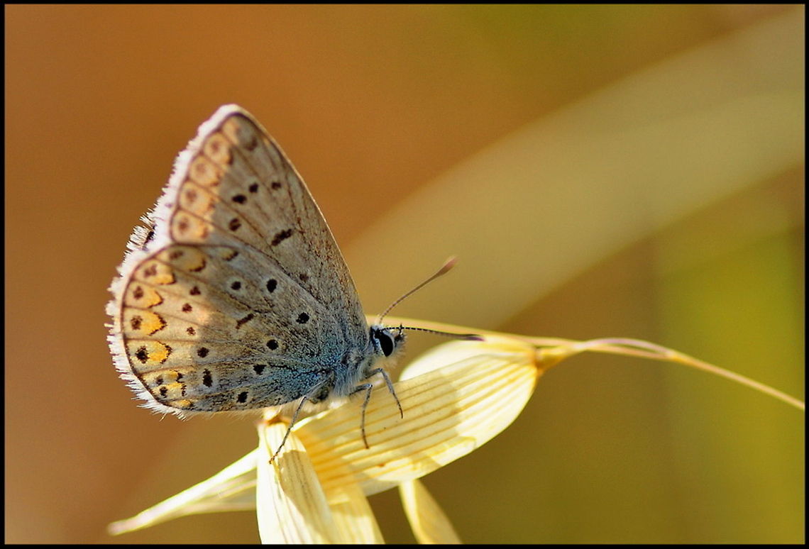 Butterfly closeup Closeup of a pretty blue Butterfly with orange wings that contain dark patterns. Butterfly,Common Blue,Cupido argiades,Insects,Lycaena,Polyommatus icarus,Rhopalocera,Short-tailed Blue