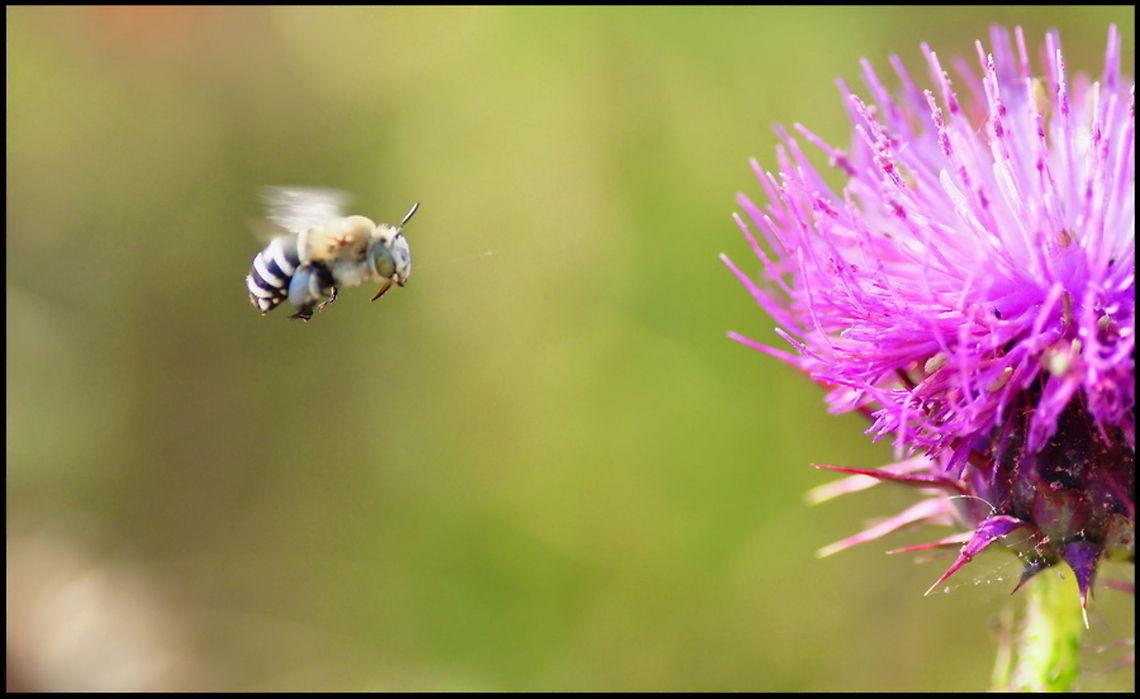 Bee in flight An action shot of a bee in flight, ont its way to feed on a purple flower. Bees,Insects