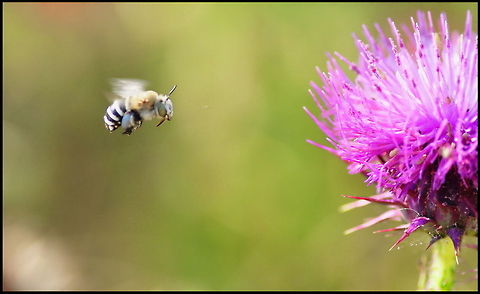 Bee in flight An action shot of a bee in flight, ont its way to feed on a purple flower. Bees,Insects