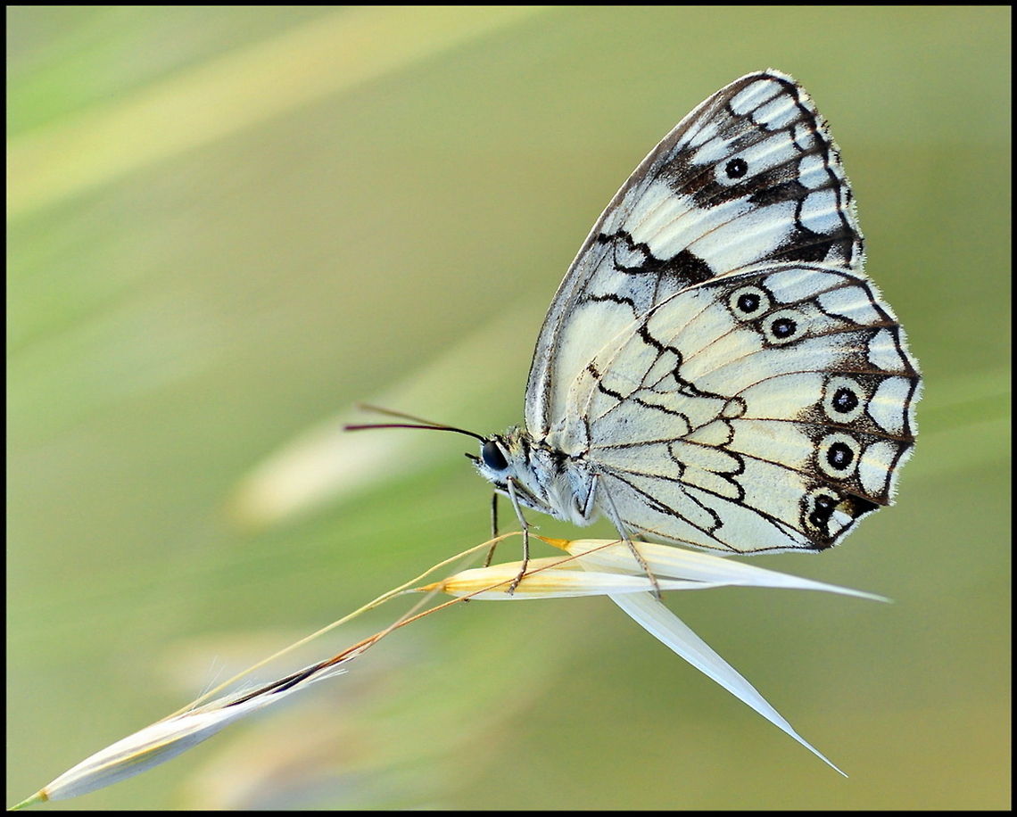 Butterfly A white butterfly on a stalk of grass. Butterfly,Insects,Melanargia titea,Rhopalocera
