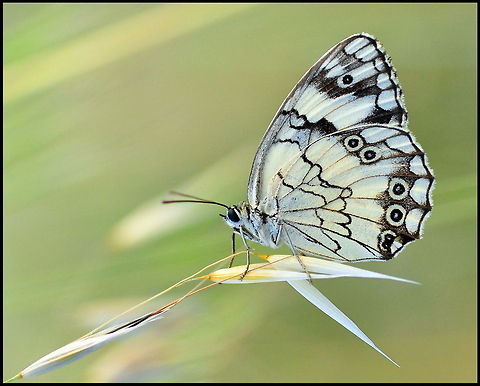 Butterfly A white butterfly on a stalk of grass. Butterfly,Insects,Melanargia titea,Rhopalocera