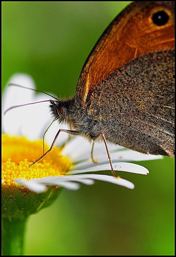 Butterfly Butterfly feeds on a white flower with yellow core. Butterfly,Nymphalidae,Rhopalocera,Satyrinae