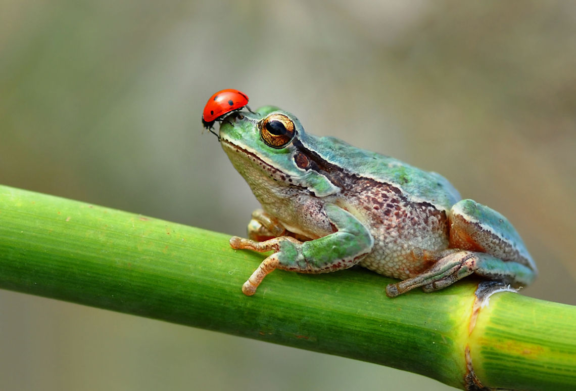 Ladybug on Frog's nose  Amphibians,European tree frog,Hyla arborea,Ladybug,frog