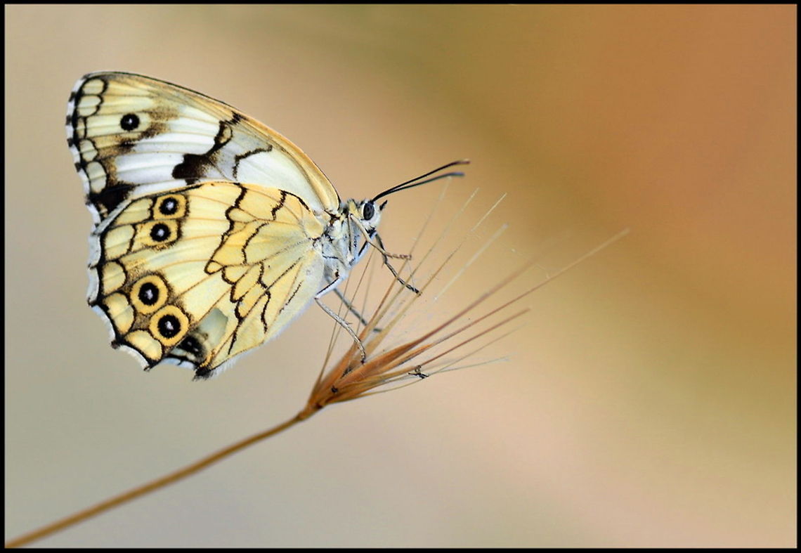 Butterfly closeup White butterfly with yellow and black markings sits on top of wheat. Butterfly,Closeup,Insects,Melanargia titea,Rhopalocera