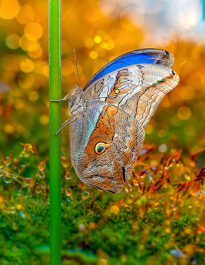 Butterfly  blooming,botanical,color,exotic,flora,floral,garden,shrub,summer,tropical,vegetation,vibrant