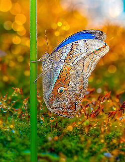 Butterfly  blooming,botanical,color,exotic,flora,floral,garden,shrub,summer,tropical,vegetation,vibrant