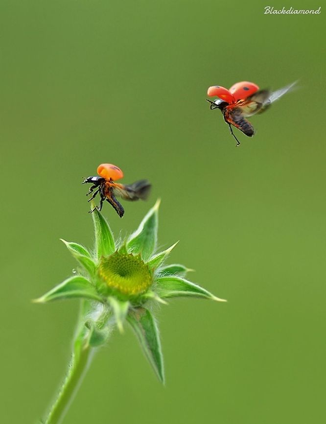 Ladybirds  7-spot Ladybird,Coccinella septempunctata,Ladybird