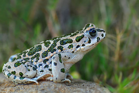 European green toad  Bufo viridis,European green toad,Pseudepidalea viridis