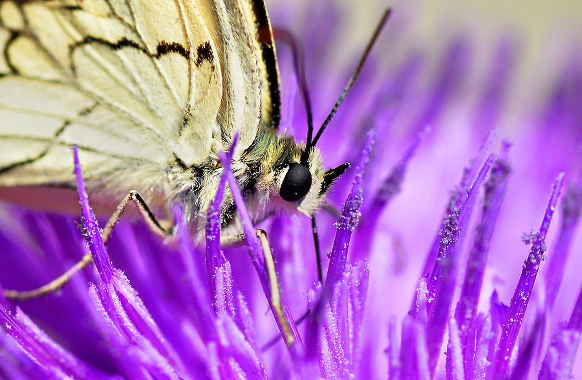 Butterfly  Melanargia titea