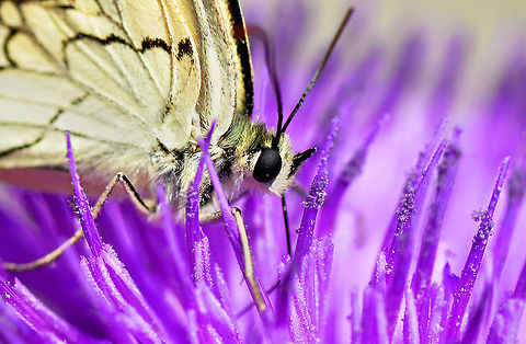 Butterfly  Melanargia titea