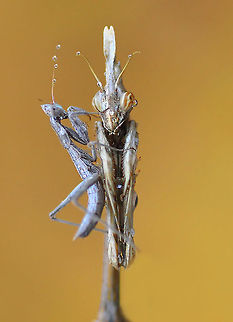 Empusa fasciata  Empusa fasciata,mantis