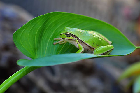 European Tree Frog in leaf  European tree frog,Hyla arborea