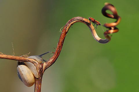 The bug and the snail  insect,snail