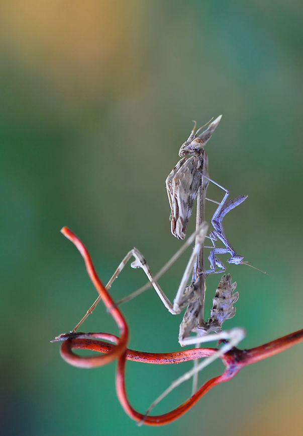 Empusa fasciata  Empusa fasciata